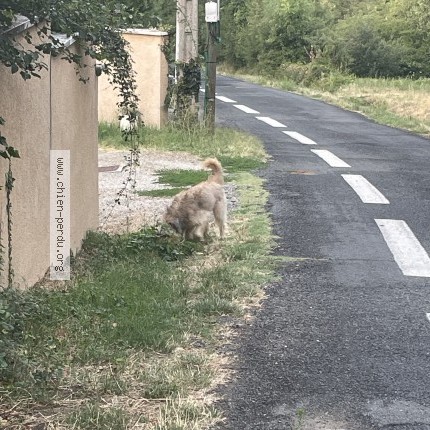 Photo 1/1 Chien trouvé Trouvé à Saint Germain Au Mont D Or