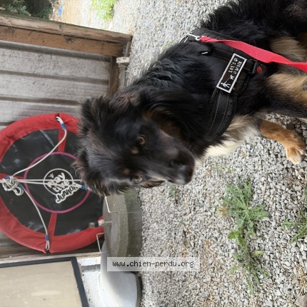 Photo 1/1 Chien trouvé Trouvé à Monceau Sur Sambre