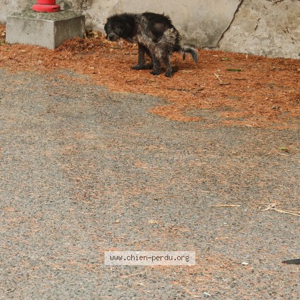 Photo 1/1 Chien trouvé Trouvé à Romans Sur Isere