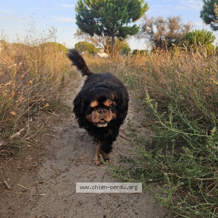 Photo 1/1 mo Chien perdu à Saint Andre D Apchon