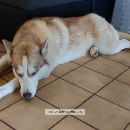 Photo 1/1 maya Chien perdu à Uzerche