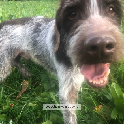 Photo 1/1 Louis Chien perdu à Wicquinghem