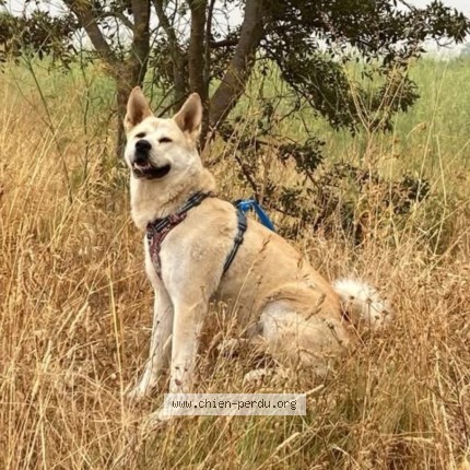 Photo 2/2 Yuna Chien perdu à Ferrals Les Corbieres