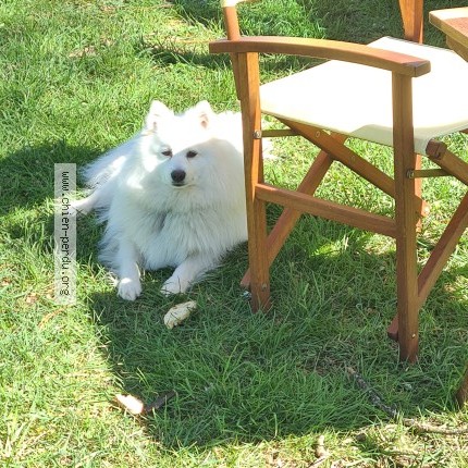 Photo 1/1 poppie Chien perdu à Plescop