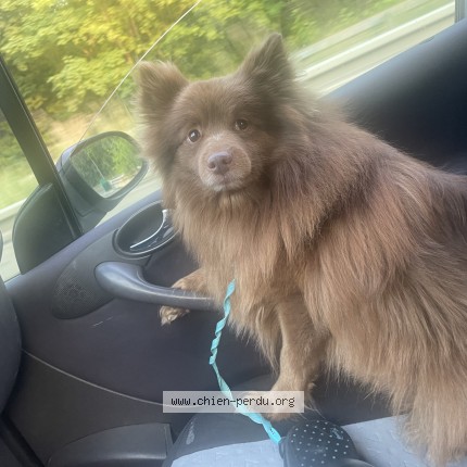 Photo 1/1 Mambol Spitz chocolat Chien perdu à Argenteuil