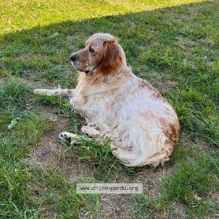 Photo 1/1 top Chien perdu à Sainte Neomaye