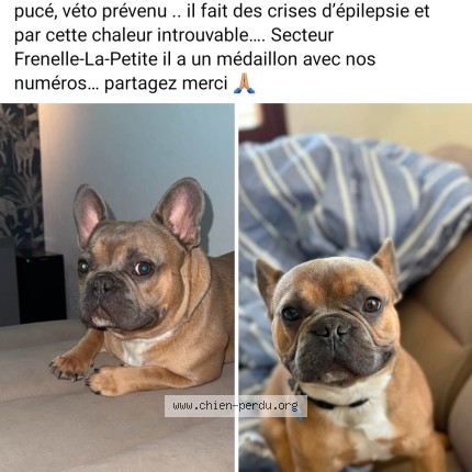 Photo 1/1 aiko Chien perdu à Frenelle La Petite