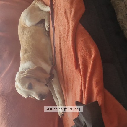Photo 1/1 organza Chien perdu à Fumichon