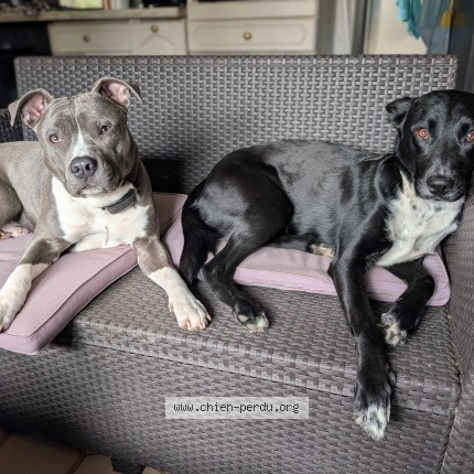 Photo 1/1 chaize sanka Chien perdu à Clacy Et Thierret