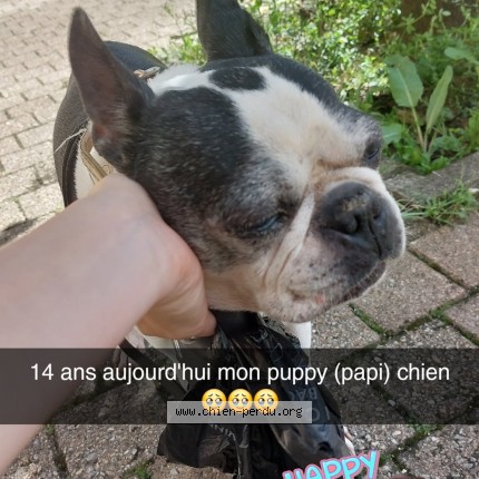 Photo 1/1 Gringo Chien perdu à Les Cheres