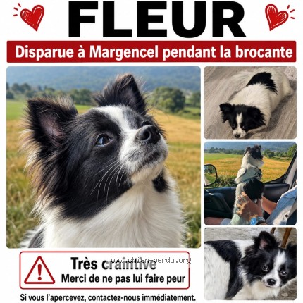 Photo 1/1 Fleur Chien perdu à Margencel