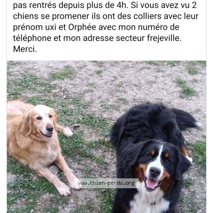 Photo de chien perdu à Frejeville