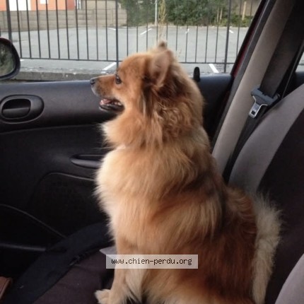 Photo 1/1 Chien retrouvé Perdu à Nettreville