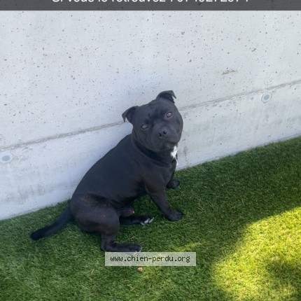 Photo 1/1 urus Chien perdu à Mommenheim