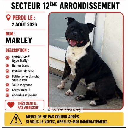 Photo 1/1 Daphne Gomes Chien perdu à Marseille