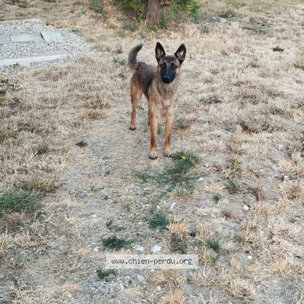 Photo 1/1 Chien trouvé Trouvé à Lempaut