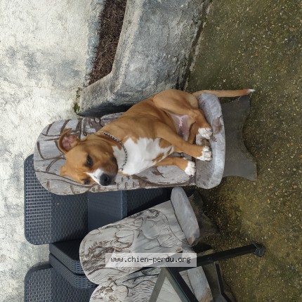 Photo de chien perdu à Vigny