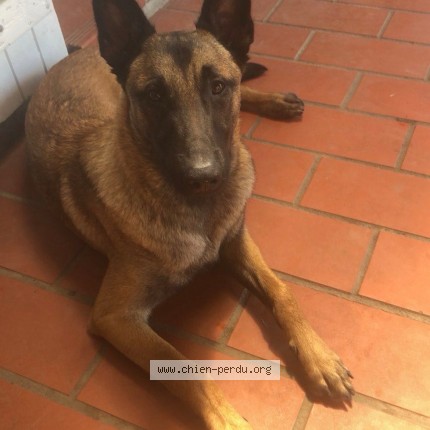 Photo de chien perdu à Lagardelle Sur Leze