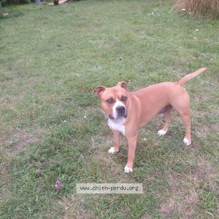 Photo de chien perdu à Vigny