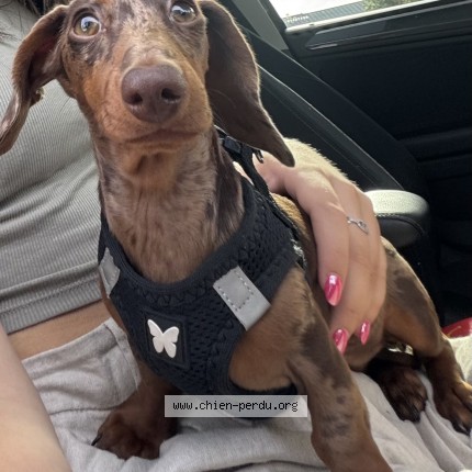Photo 1/1 Chien retrouvé Perdu à Mons En Baroeul