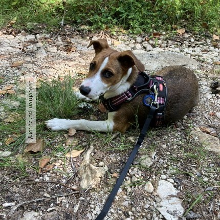 Photo 1/1 Chien retrouvé Perdu à Montlebon