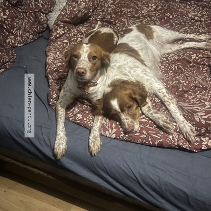 Photo 1/1 Chien retrouvé Perdu à Ouville