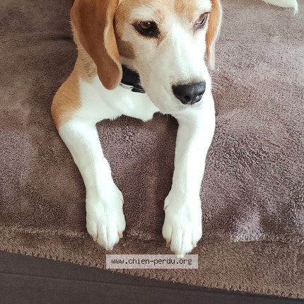 Photo de chien perdu à Blagnac