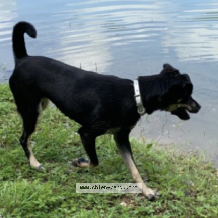 Photo 1/1 Silo&eacute; Chien perdu à Le Ledat