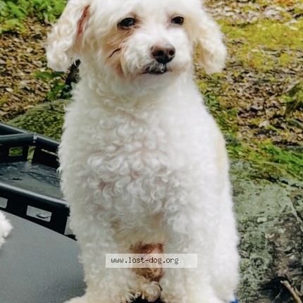 Photo 1/1 kobe Chien perdu à North York