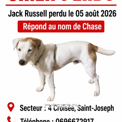 Photo 1/1 Chase Chien perdu à Saint Joseph