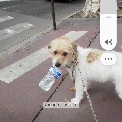 Photo 1/1 pipou Chien perdu à Narbonne
