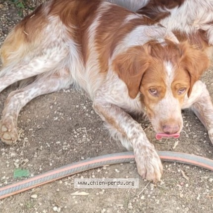 Photo 1/5 Asterix Chien perdu à Romagne