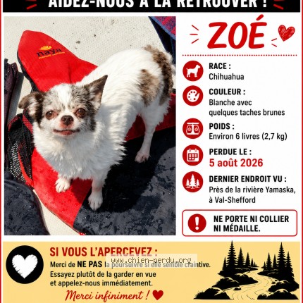 Photo 1/1 Zoe Chien perdu à Val Shefford