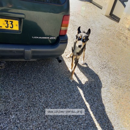 Photo 2/2 Chien trouvé Trouvé à Saint Loubes