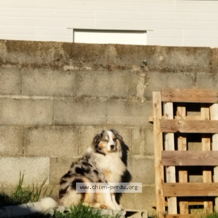 Photo 1/1 Roxane Chien perdu à Sainte Pazanne