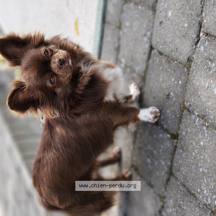 Photo 1/1 KODA Chien perdu à Anderlecht