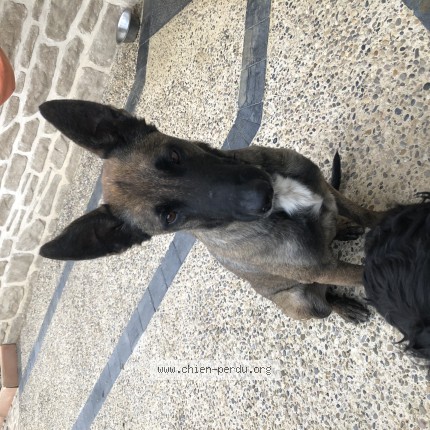 Photo 1/1 Chien retrouvé Perdu à Saint Jean De Galaure