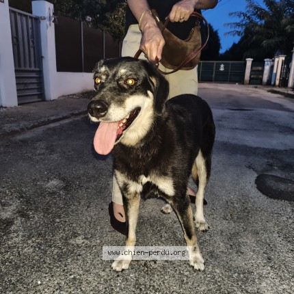 Photo 1/1 Chien trouvé Trouvé à Saint Martin De Crau