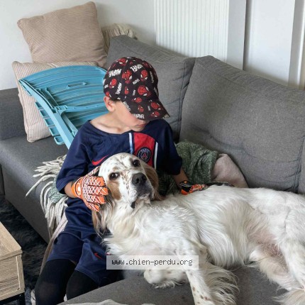 Photo 1/1 Chien retrouvé Perdu à Pessac