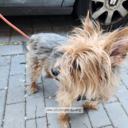 Photo 1/1 Chien trouvé Trouvé à Tourcoing