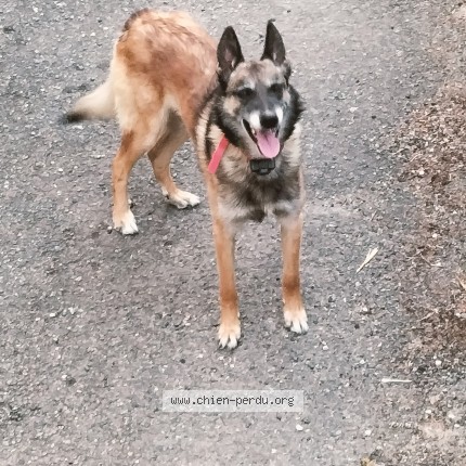 Photo 1/1 Chien trouvé Trouvé à Manhac