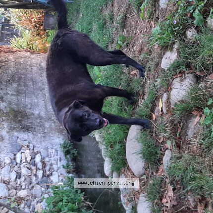 Photo 1/1 Chien trouvé Trouvé à Trebons