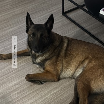 Photo 1/1 Ella Chien perdu à Narbonne