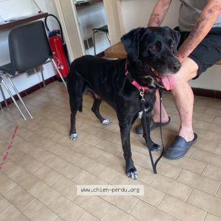 Photo 1/1 Chien trouvé Trouvé à Saint Felix Lauragais