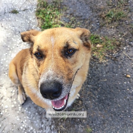 Photo 1/1 Chien trouvé Trouvé à Cudos