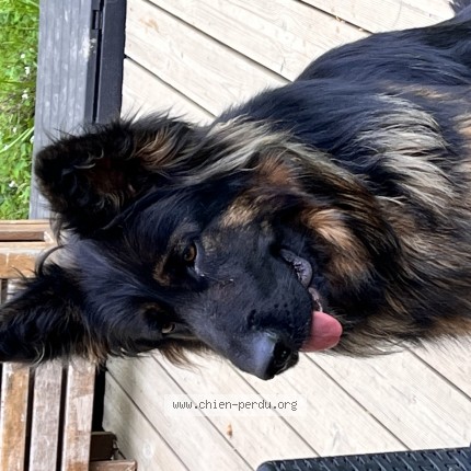 Photo 1/1 fury Chien perdu à Grenade Ou Aucamville Ou Verdun