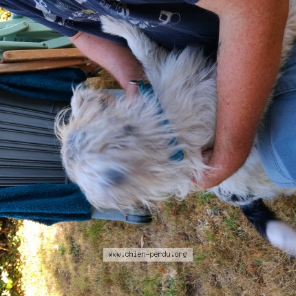 Photo 1/1 Chien trouvé Trouvé à Plougasnou