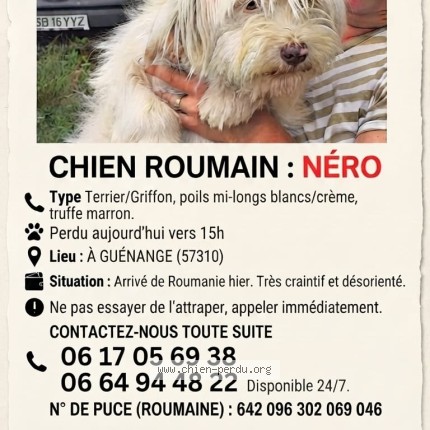 Photo 1/1 nero Chien perdu à Guenange