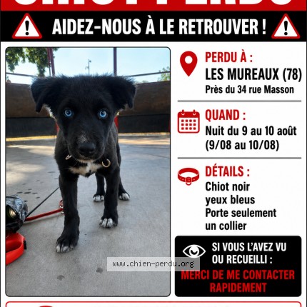 Photo de chien perdu à Les Mureaux