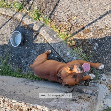 Photo de chien trouvé à Succieu